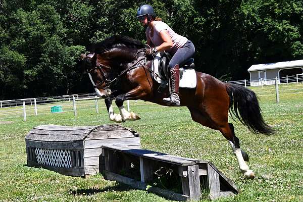 dressage-clydesdale-horse