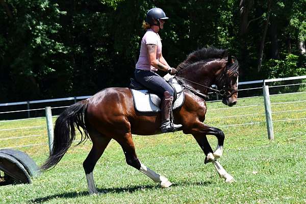driving-clydesdale-horse