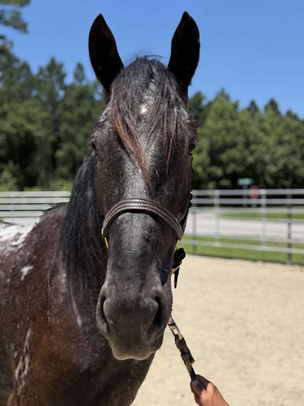16-hand-appaloosa-mare