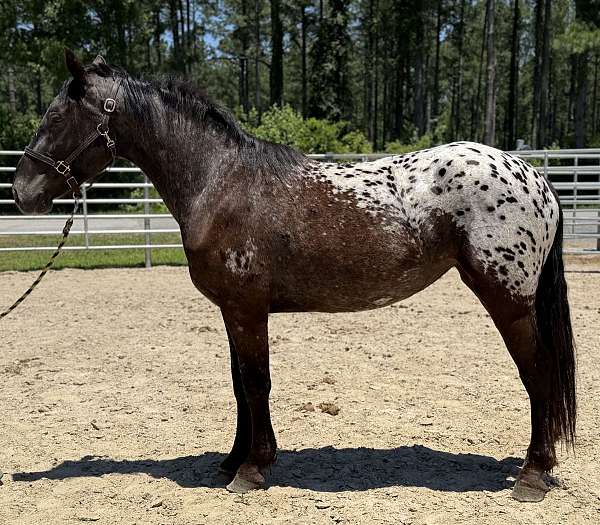 black-appaloosa-mare