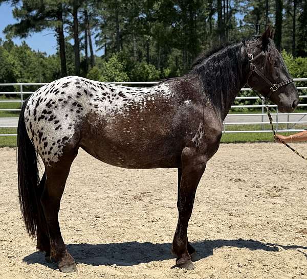 black-mare-for-sale