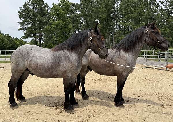 blue-roan-gelding-for-sale