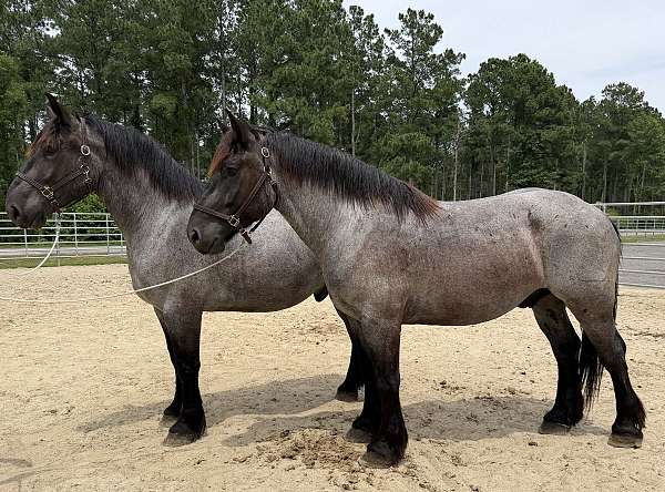 blue-roan-draft-gelding