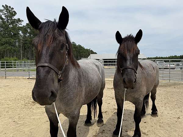 17-hand-draft-gelding