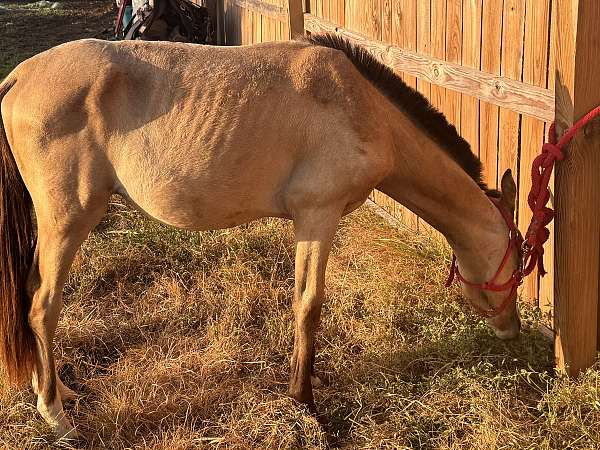 buckskin-blaze-3-socks-horse