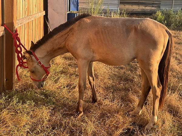 yearling-appendix-horse