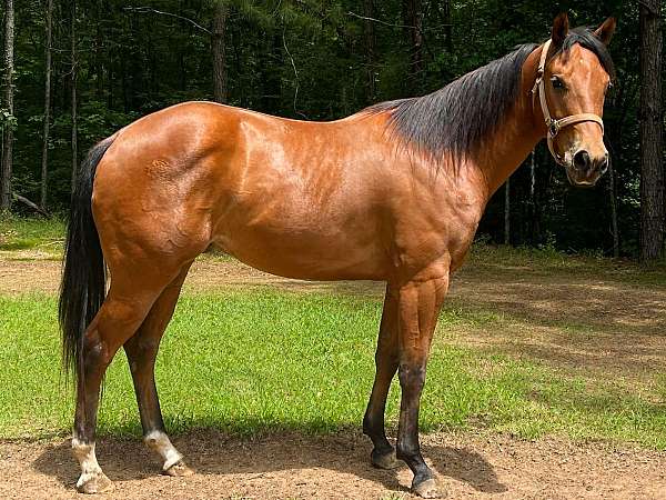 quarter-horse-gelding