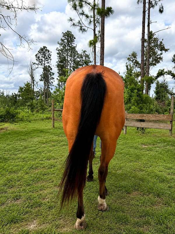 quarter-horse-for-sale