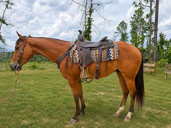 quarter-horse