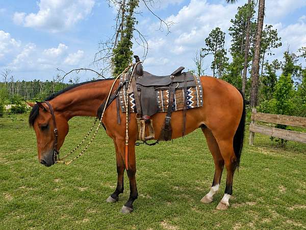 gelding