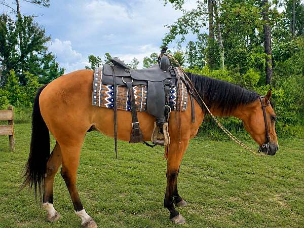bay-all-around-horse