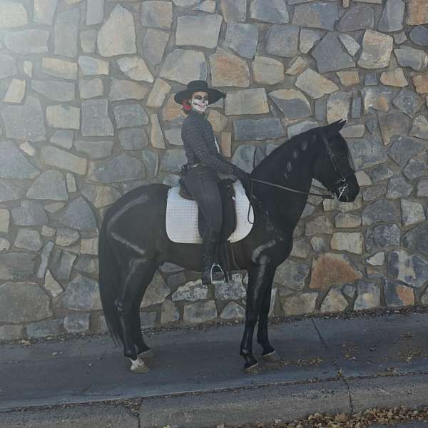 ialha-andalusian-colt-gelding