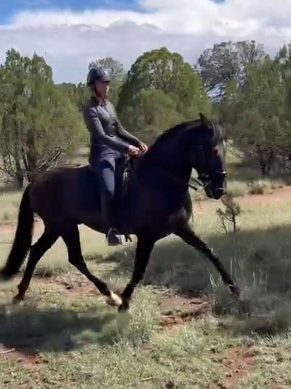 ialha-colt-gelding
