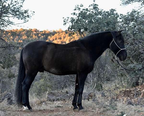 pack-colt-gelding