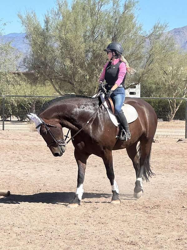dutch-warmblood-gelding