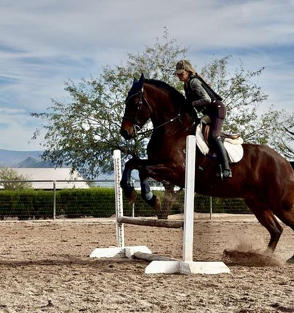 dutch-warmblood-horse-for-sale