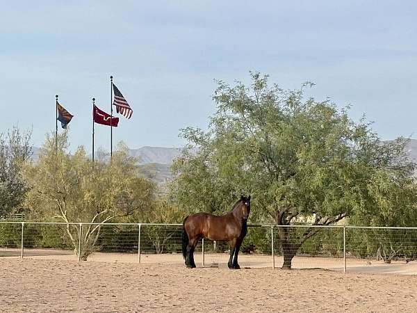 dutch-warmblood-horse