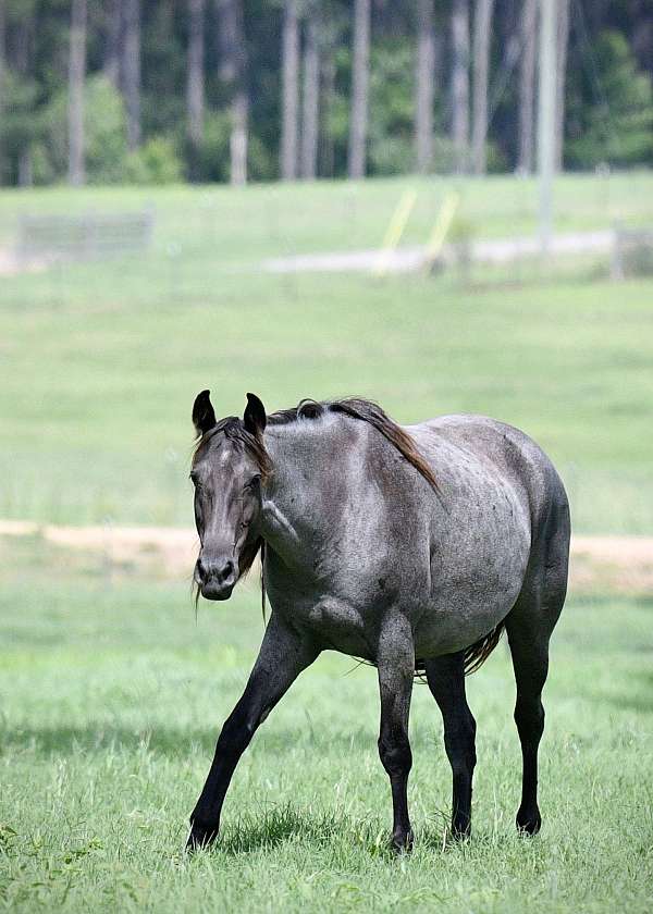 homozygous-black-mare-foal