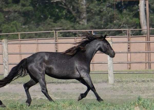 black-twhbea-mare-foal