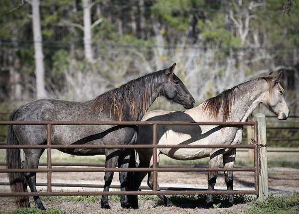 blue-roan-twhbea-mare-foal