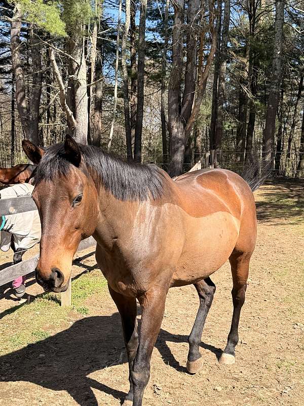 thoroughbred-horse