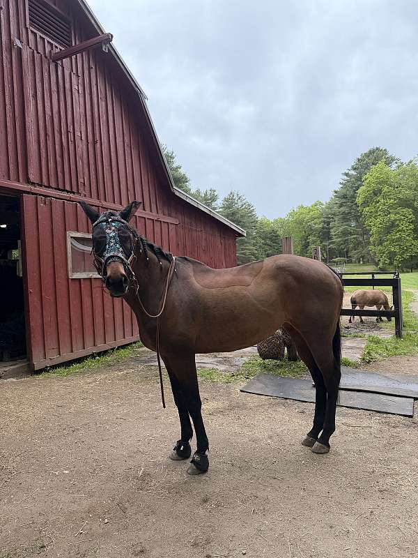 thoroughbred-mare
