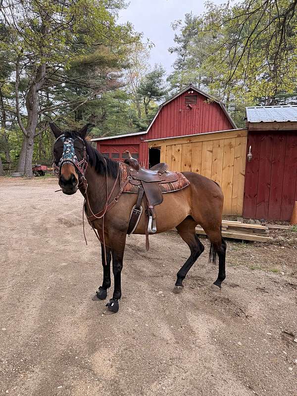 thoroughbred-horse-for-sale
