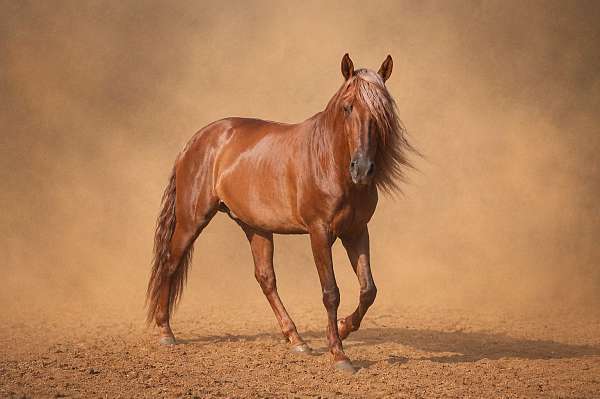 backed-andalusian-horse