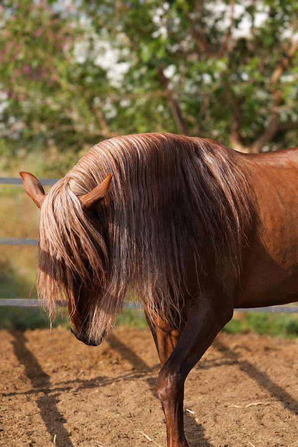 caring-andalusian-horse