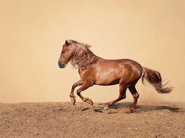 dark-chestnut-andalusian-horse