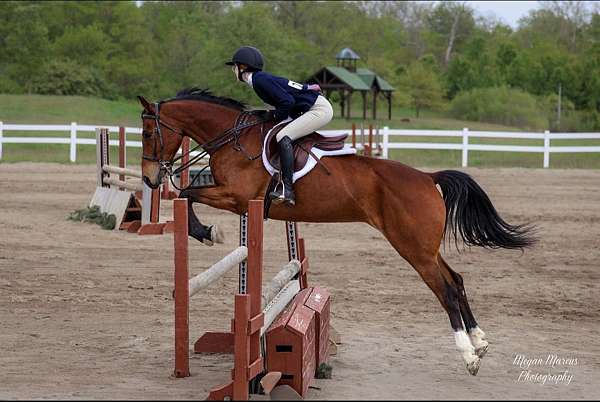 bay-schoolmaster-horse