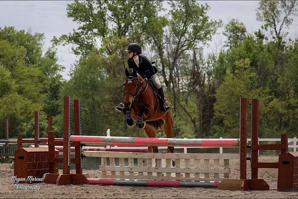 all-around-hanoverian-horse