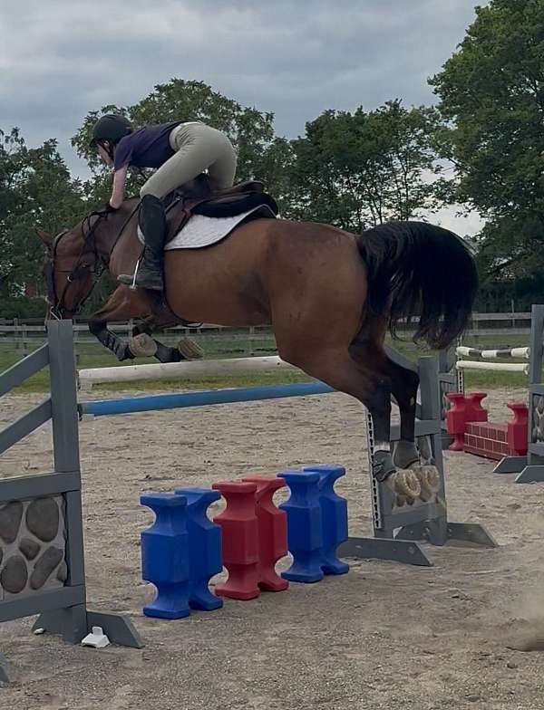 dressage-hanoverian-horse