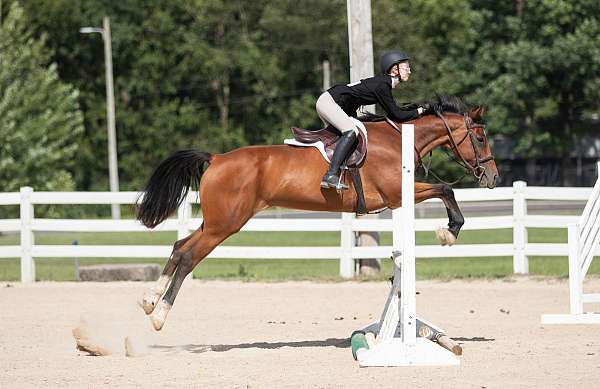 athletic-hanoverian-horse