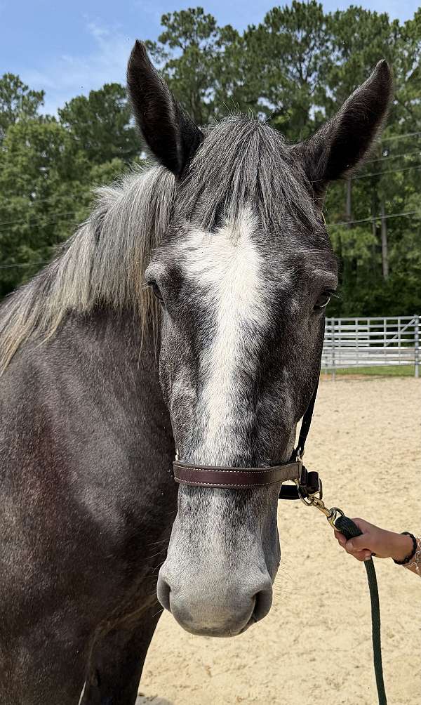 17-hand-percheron-gelding