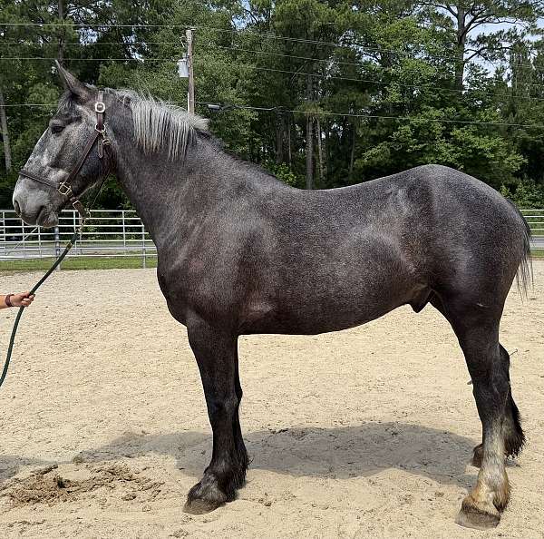 grey-percheron-gelding