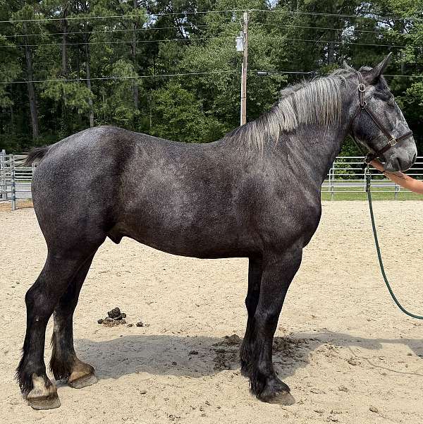 grey-gelding-for-sale