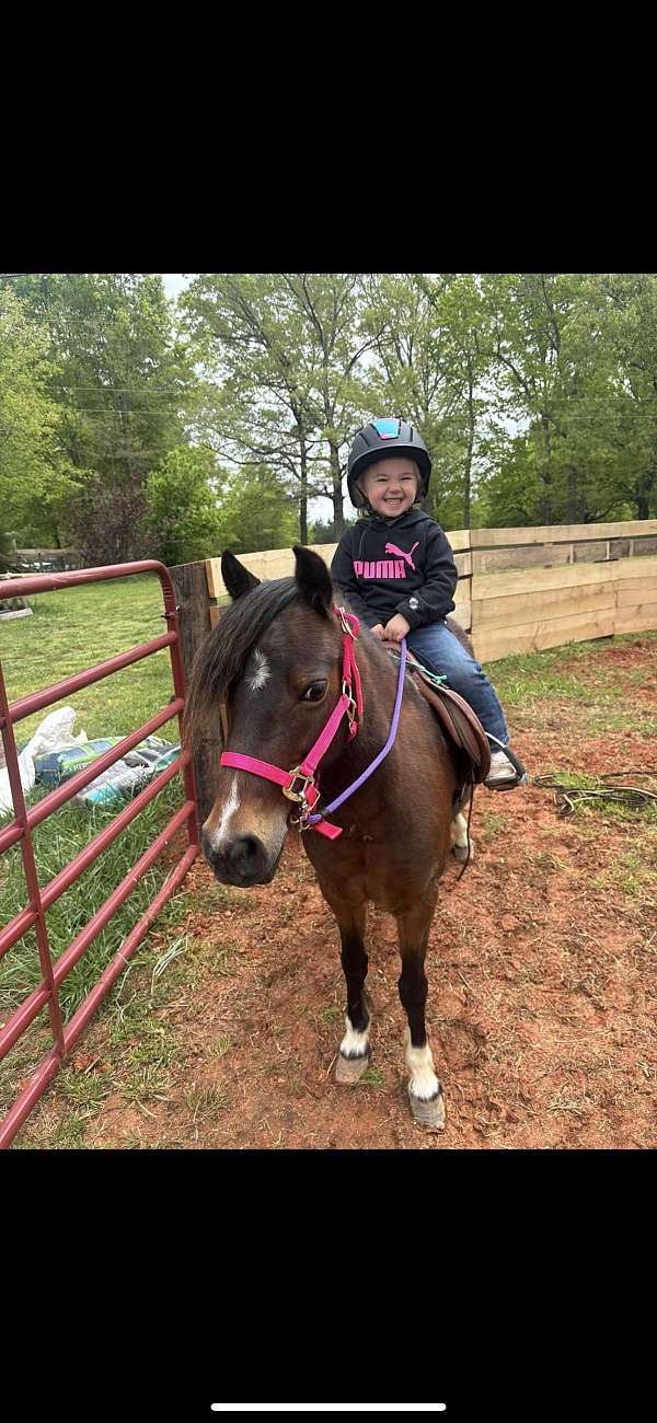 shetland-pony-for-sale
