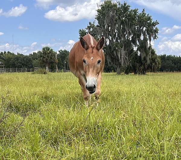 flaxen-main-tail-horse