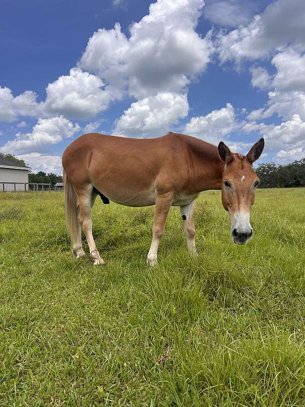 chestnut-flaxen-main-tail-horse
