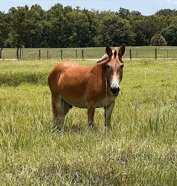 pleasure-to-work-with-mule
