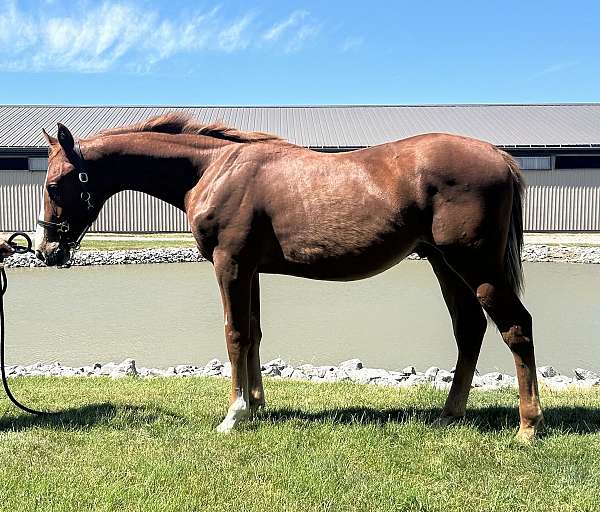 csha-dutch-warmblood-gelding