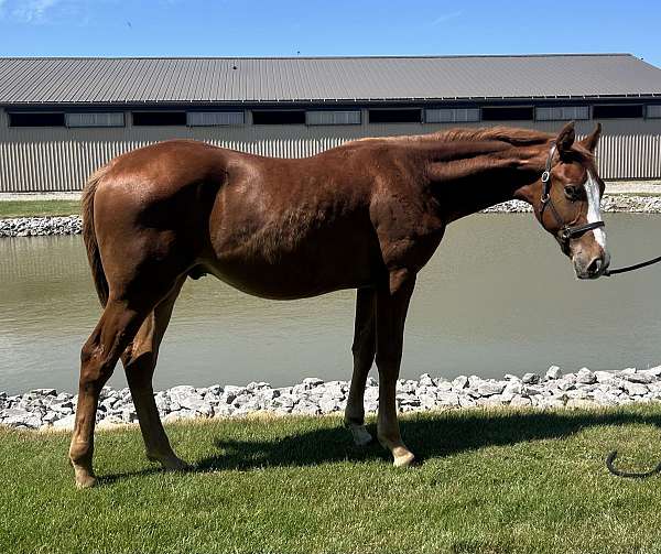 hanoverian-gelding