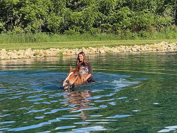 beginner-belgian-horse