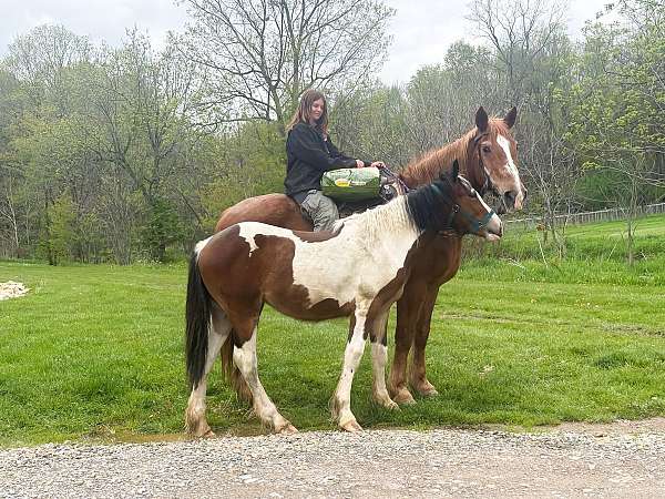 driving-belgian-horse