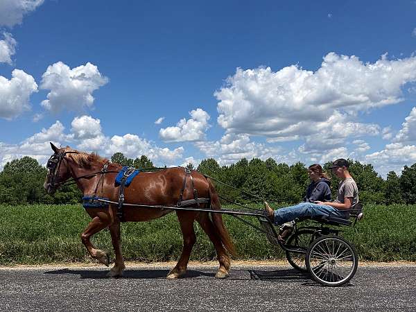 kid-safe-belgian-horse