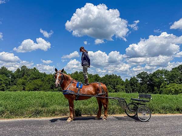 lesson-belgian-horse