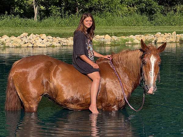 pleasure-driving-belgian-horse