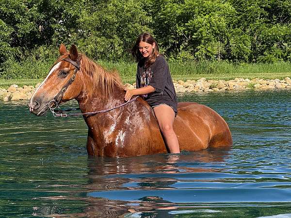 trail-riding-belgian-horse