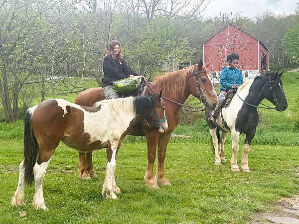 beginner-gelding